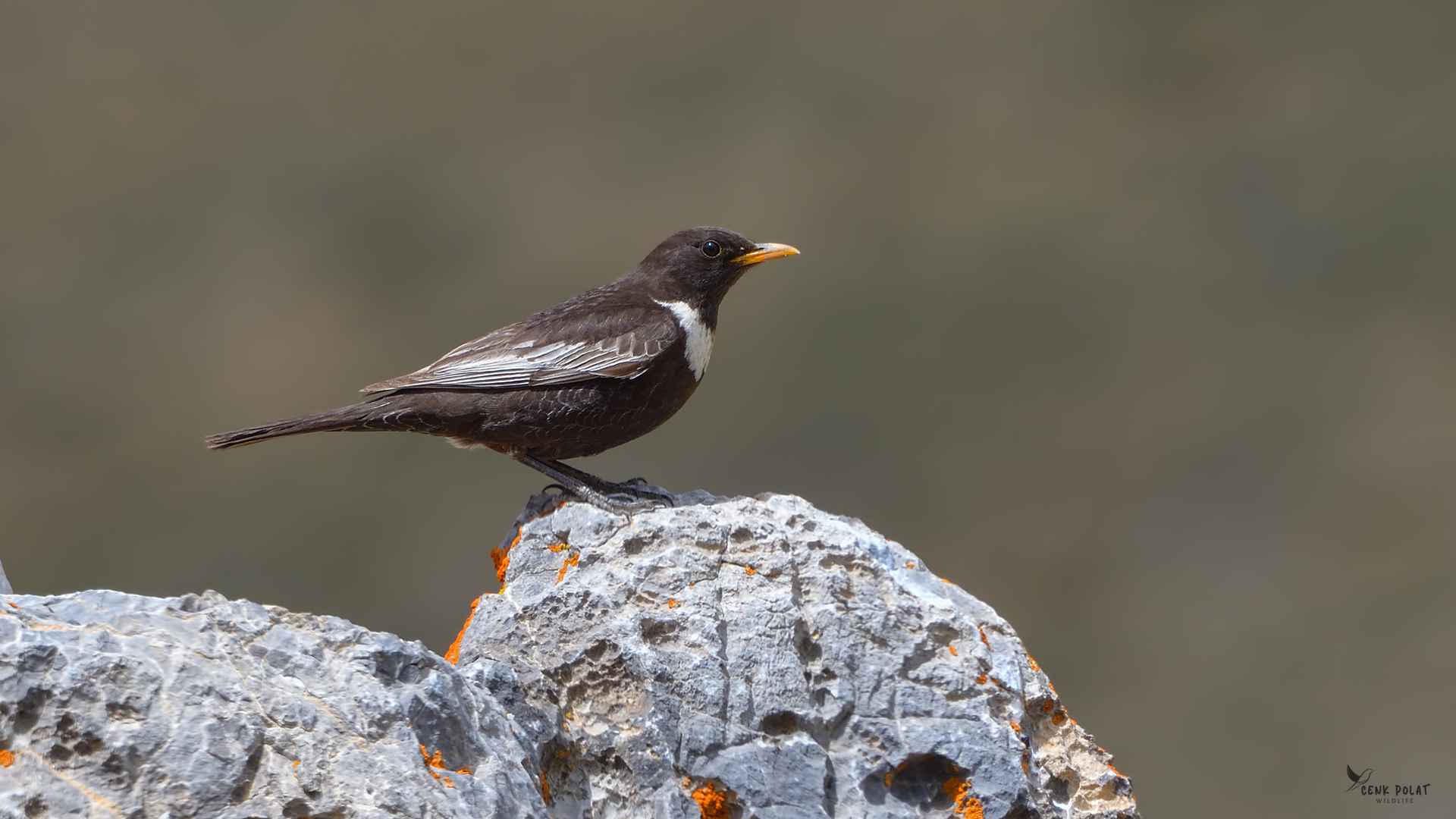 Ring Ouzel